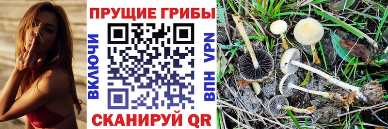 мориарти Telegram  MEGA вход  Вихоревка  Галлюциногенные грибы Psilocybine cubensis 